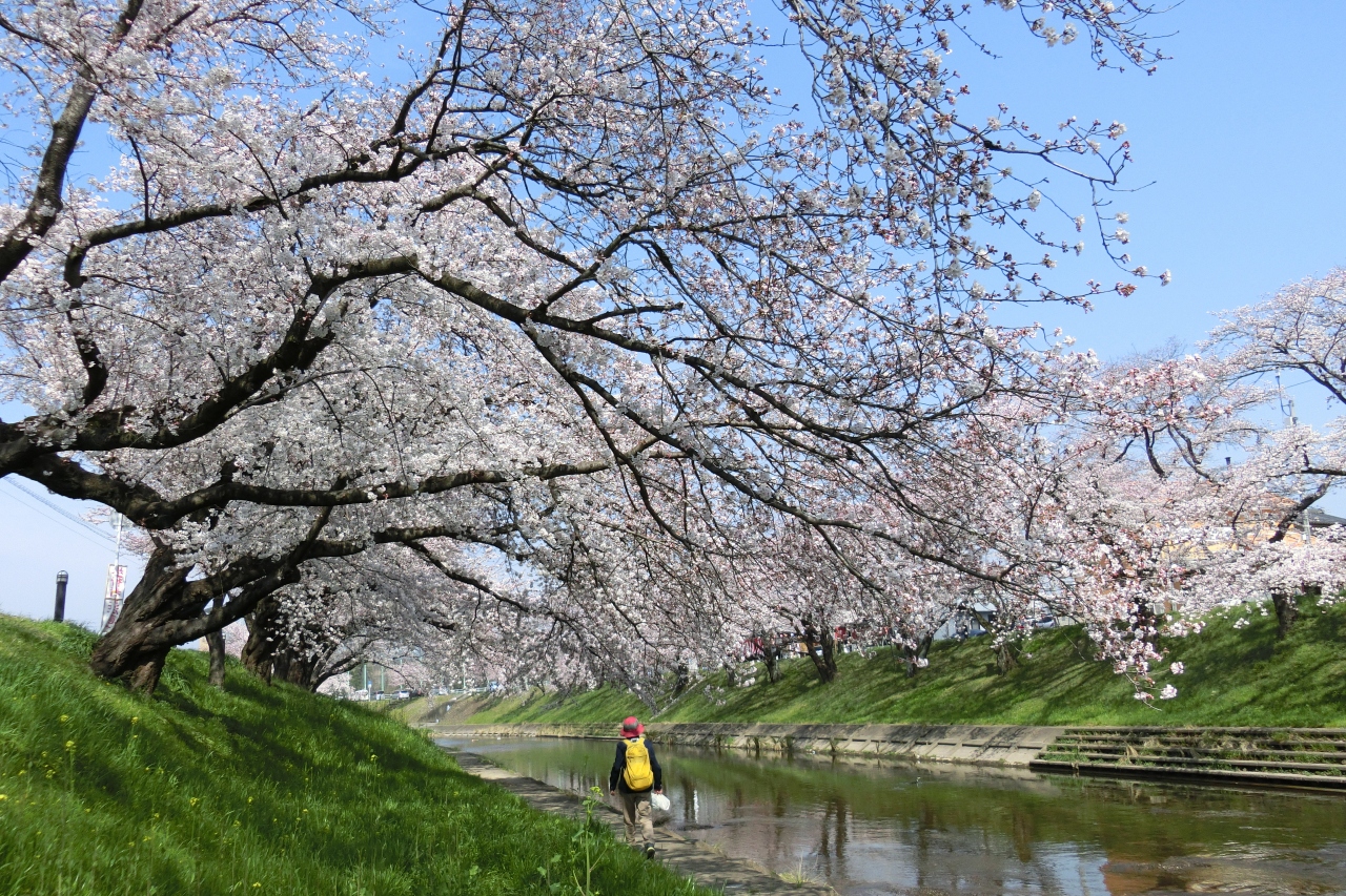岐阜は桜がいっぱいなれど 岐阜市 岐阜県 の旅行記 ブログ By ごん太2さん フォートラベル 岐阜は桜がいっぱいなれど 岐阜市 岐阜県 の旅行記 ブログ By ごん太2さん フォートラベル