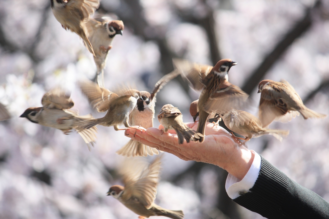 上野の桜 不忍池から手乗りスズメなどを 上野 御徒町 東京 の旅行記 ブログ By パンダ３３さん フォートラベル