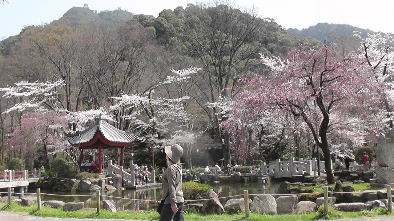 桜満開の岐阜公園 岐阜市 岐阜県 の旅行記 ブログ By Risasuさん フォートラベル