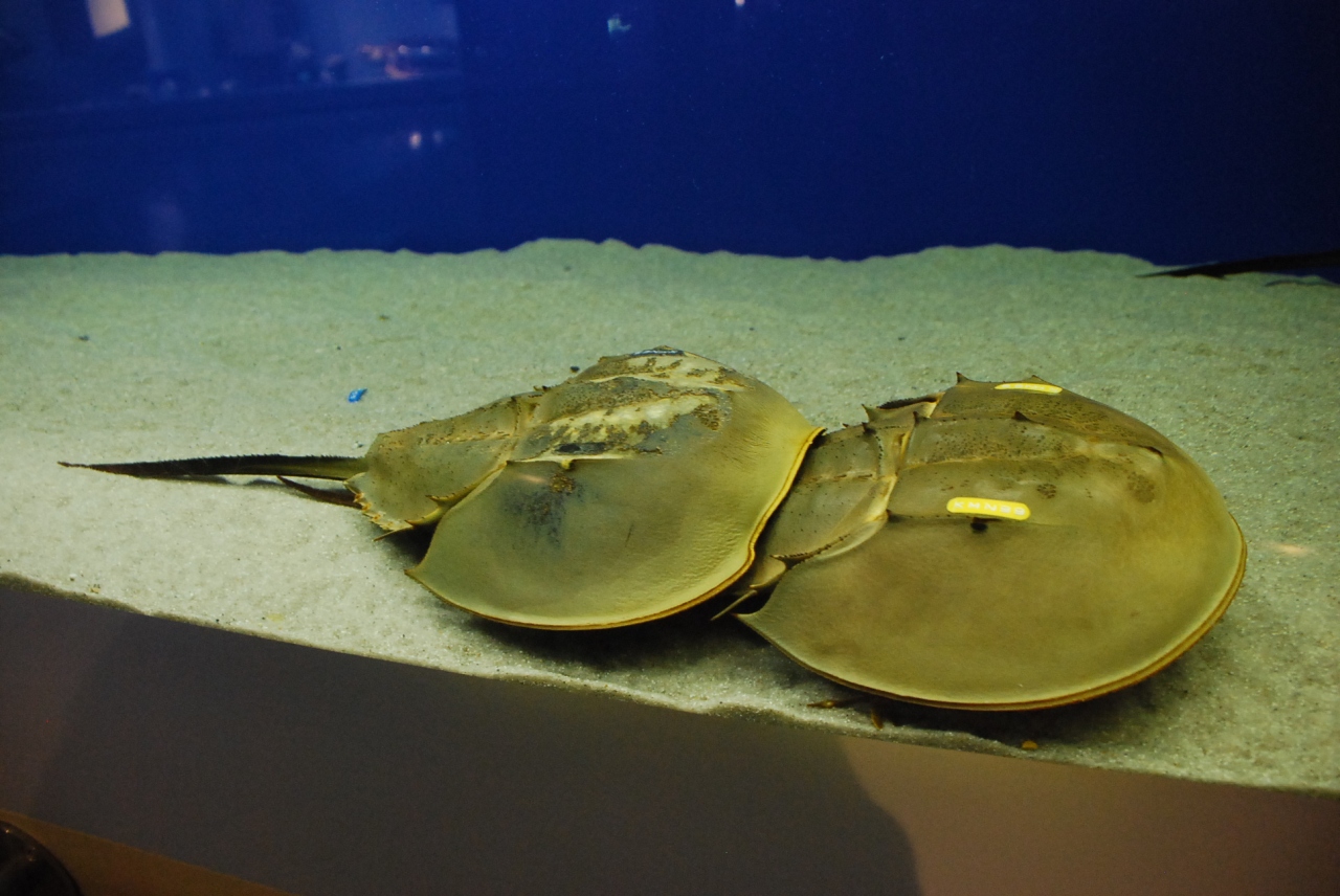 生きた化石 カブトガニ と瀬戸内海の島巡り 岡山 笠岡 浅口 岡山県 の旅行記 ブログ By かっちんさん フォートラベル