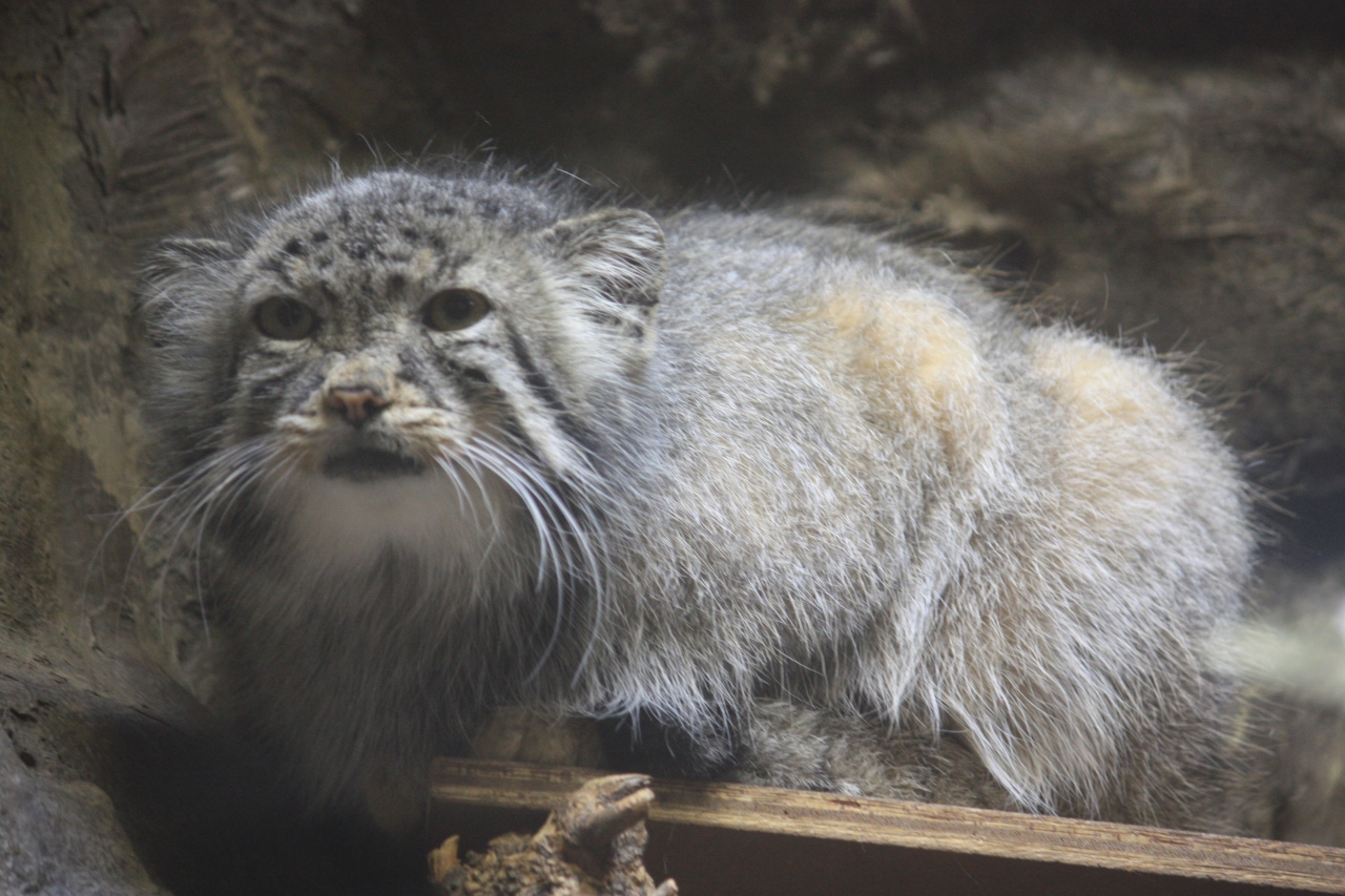 上野動物園混雑の中マヌルネコ ハシビロコウゆっくり観察 上野 御徒町 東京 の旅行記 ブログ By パンダ３３さん フォートラベル