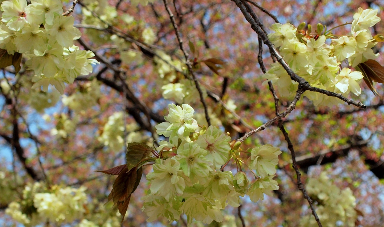 散り急ぐソメイヨシノそして咲き出す鬱金桜 谷中霊園 天王寺 谷根千 東京 の旅行記 ブログ By 紅映さん フォートラベル 散り急ぐソメイヨシノそして咲き出す鬱金桜 谷中霊園 天王寺 谷根千 東京 の旅行記 ブログ By 紅映さん フォートラベル