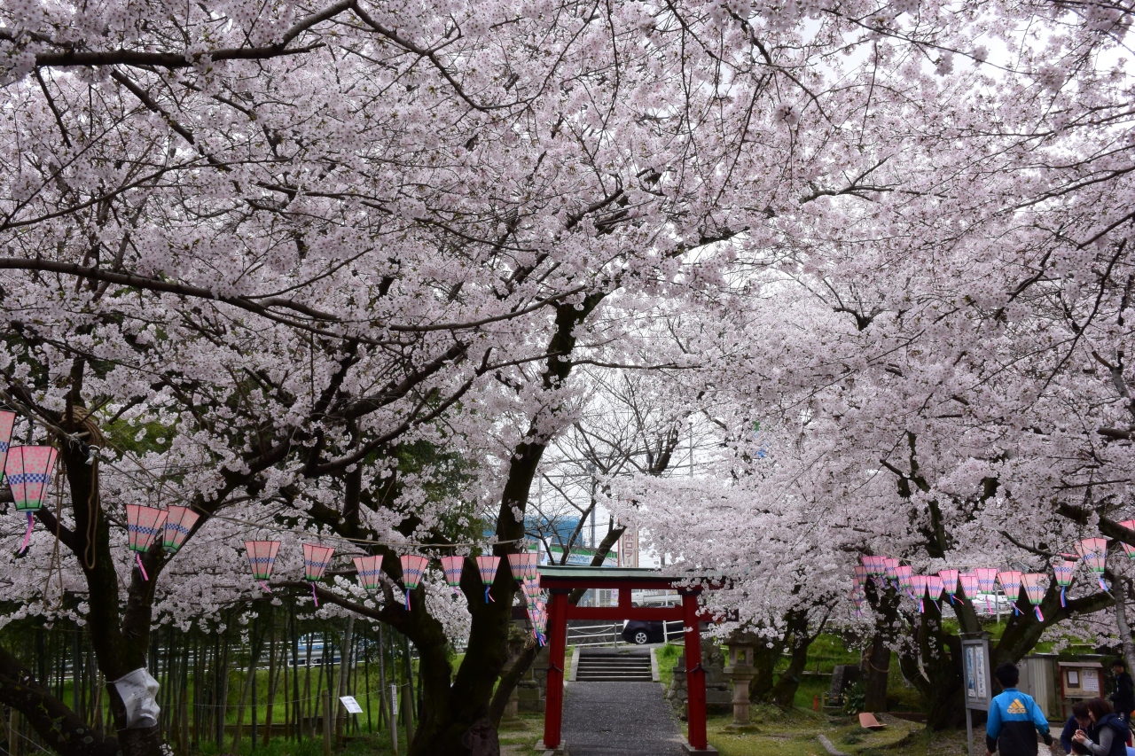 満開の落合公園 春日井 愛知県 の旅行記 ブログ By やまぼうずさん フォートラベル 満開の落合公園 春日井 愛知県 の旅行記 ブログ By やまぼうずさん フォートラベル
