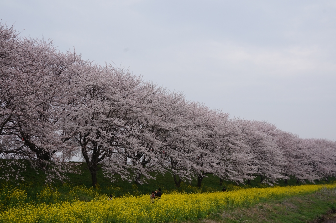 菜の花と桜のコラボがここにも 吉見 さくら堤公園は今が見ごろ 東松山 埼玉県 の旅行記 ブログ By ミッキーマーチさん フォートラベル 菜の花と桜のコラボがここにも 吉見 さくら堤公園は今が見ごろ 東松山 埼玉県 の旅行記 ブログ By ミッキーマーチさん フォートラベル