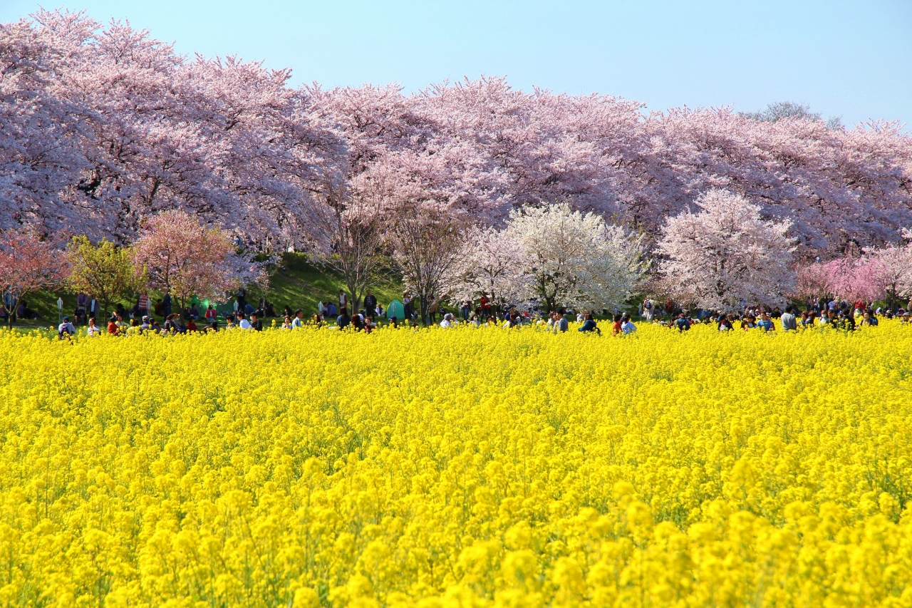 幸手権現堂桜堤 北越谷元荒川のお花見 埼玉県の旅行記 ブログ By 温泉大好きさん フォートラベル