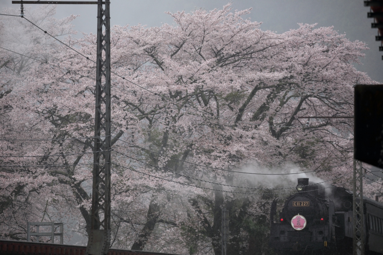 大井川鉄道 桜とsl 島田 金谷 静岡県 の旅行記 ブログ By はな さん フォートラベル