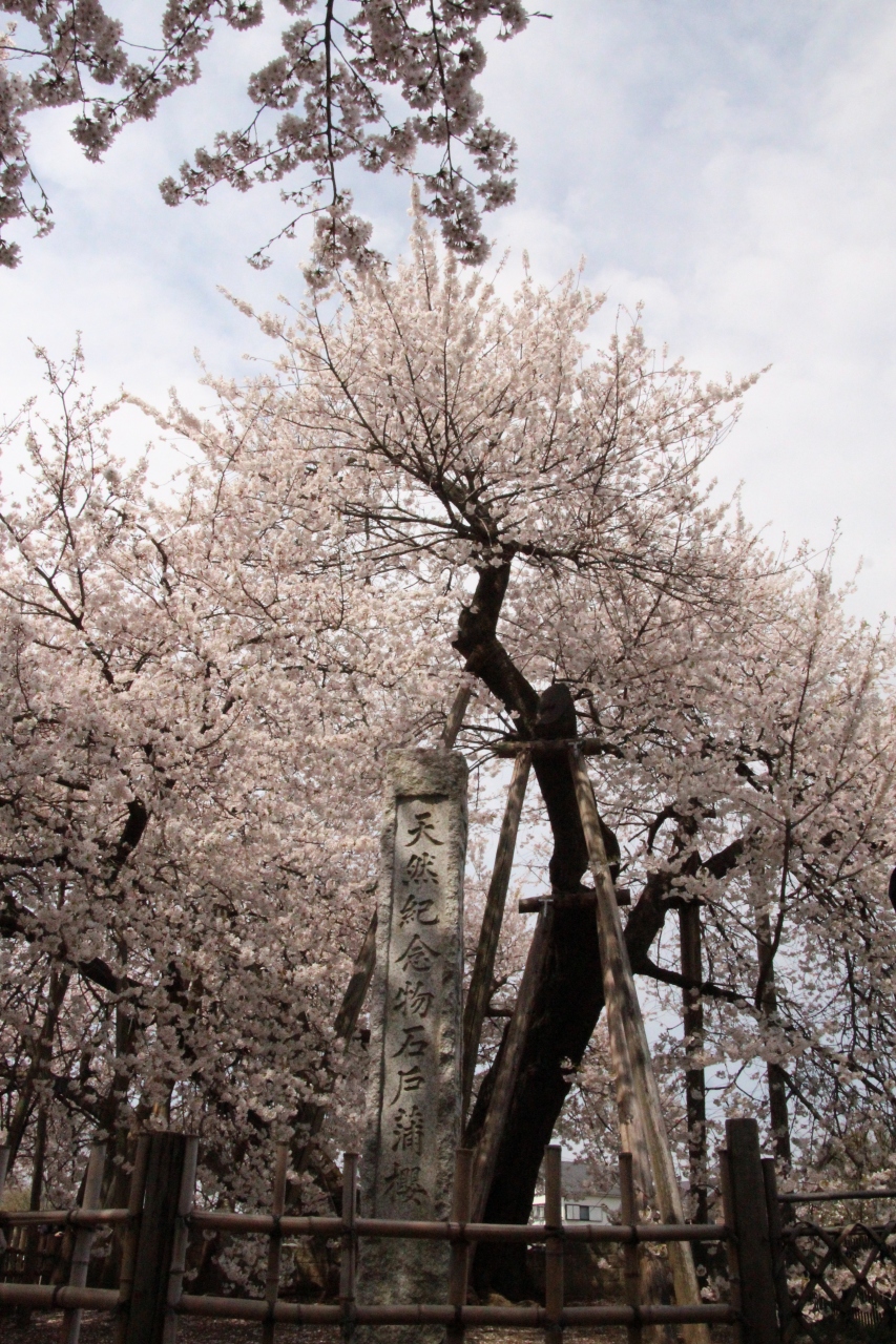 15年 我が家のご近所さくら紀行 国指定天然記念物 石戸蒲桜 さくら公園他 鴻巣 桶川 北本 埼玉県 の旅行記 ブログ By ミッキーマーチさん フォートラベル