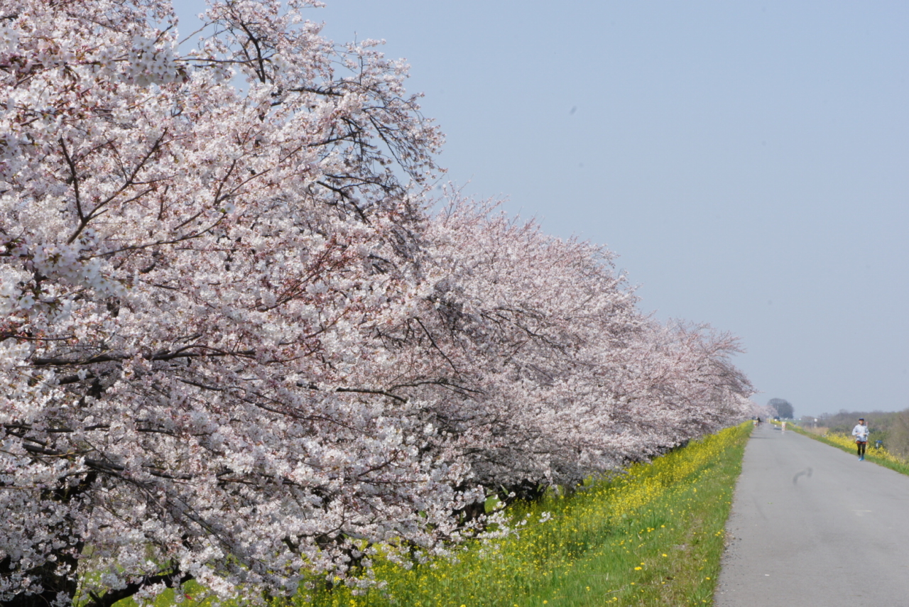 超穴場の桜 岐阜県の旅行記 ブログ By 加藤さん フォートラベル 超穴場の桜 岐阜県の旅行記 ブログ By 加藤さん フォートラベル