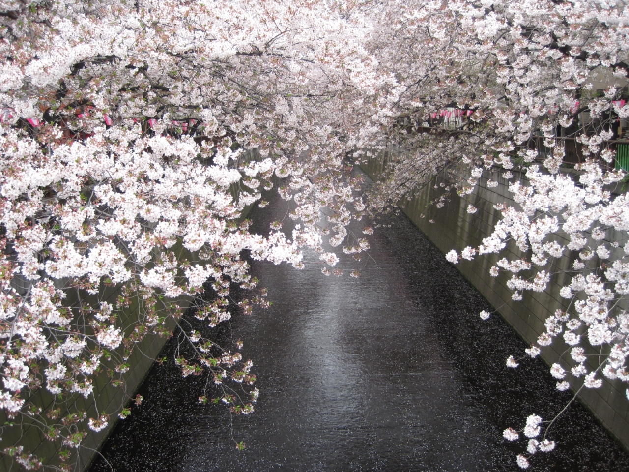 都内花めぐり 東京の旅行記 ブログ By きらきらさん フォートラベル 都内花めぐり 東京の旅行記 ブログ By きらきらさん フォートラベル