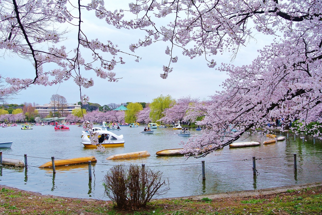 東京ぶらり散歩 桜を求めて御茶ノ水から上野へ お花もいいけどスイーツも 上野公園編 上野 御徒町 東京 の旅行記 ブログ By まめ猫さん フォートラベル