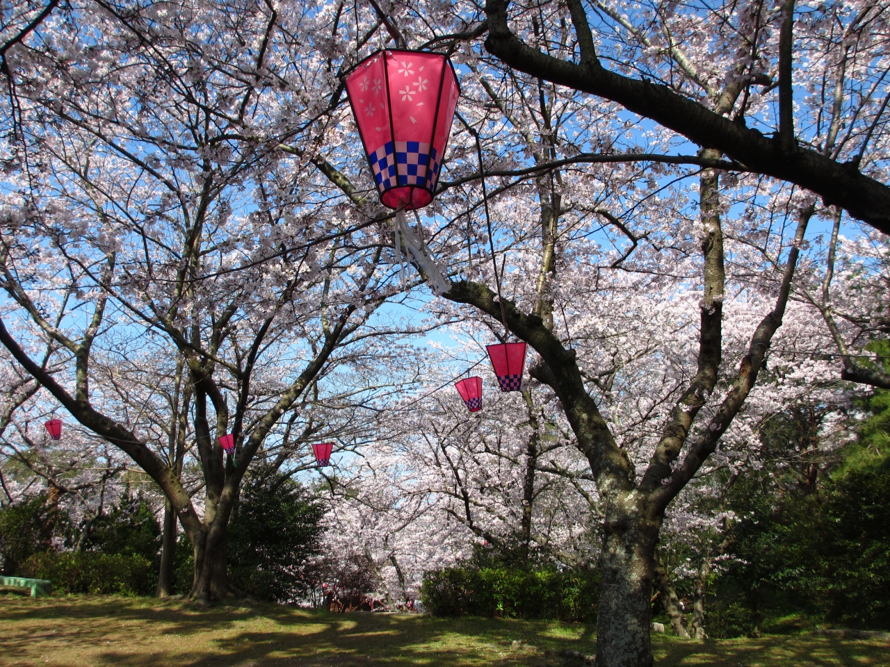 ２０１５年 青空に誘われ再び須恵健康公園に花見に行きました 若山公園にも行きました 宇部 小野田 山口県 の旅行記 ブログ By イロコさん フォートラベル