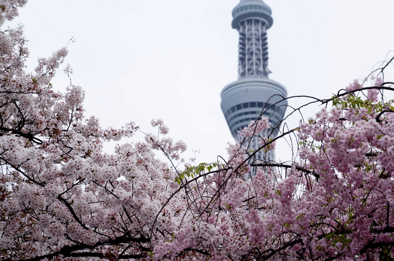 墨堤桜 2015 浅草 東京 の旅行記 ブログ By Wind99さん フォートラベル 墨堤桜 2015 浅草 東京 の旅行記 ブログ By Wind99さん フォートラベル