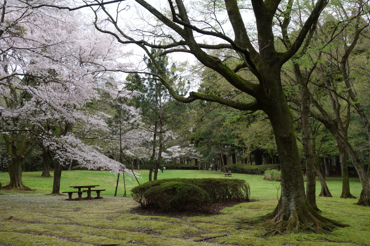 15 4月 桜と新緑 日本の桜100選 泉自然公園散策 千葉市 千葉県 の旅行記 ブログ By みささん フォートラベル 15 4月 桜と新緑 日本の桜100選 泉自然公園散策 千葉市 千葉県 の旅行記 ブログ By みささん フォートラベル
