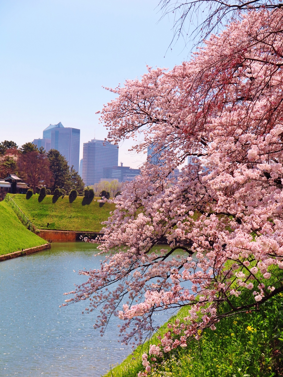 千鳥ヶ淵公園 桜 さくら満開のとき お堀端に菜の花 乾門 永田町散歩 丸の内 大手町 八重洲 東京 の旅行記 ブログ By マキタン２さん フォートラベル