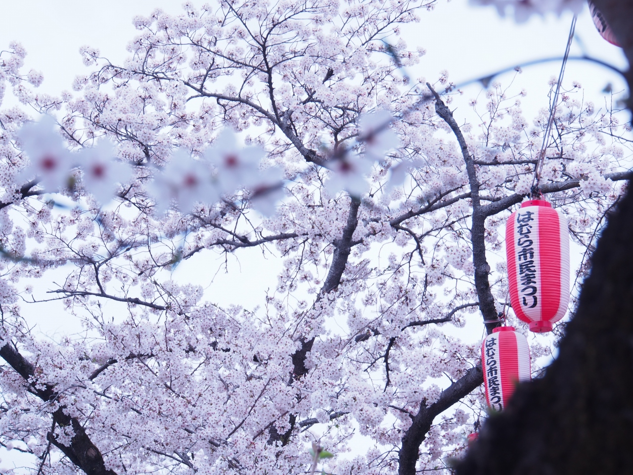 贅沢に桜 とチューリップ を愉しむ 羽村堰 福生 武蔵村山 東京 の旅行記 ブログ By Yinghuaさん フォートラベル