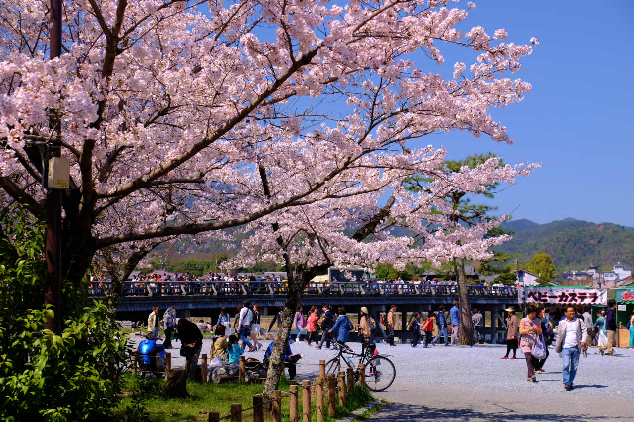 春の京都 2 満開の桜 渡月橋を渡る 嵐山 嵯峨野 太秦 桂 京都 の旅行記 ブログ By 義臣さん フォートラベル