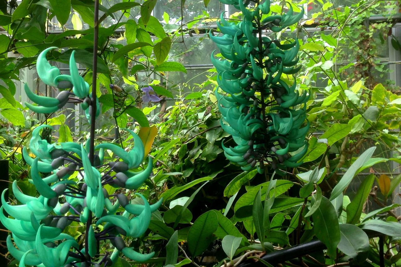 魅惑の青い花 ヒスイカズラ が眼の前に咲いているフラワーセンター大船植物園へ行ってみませんか 鎌倉 神奈川県 の旅行記 ブログ By 紅映さん フォートラベル