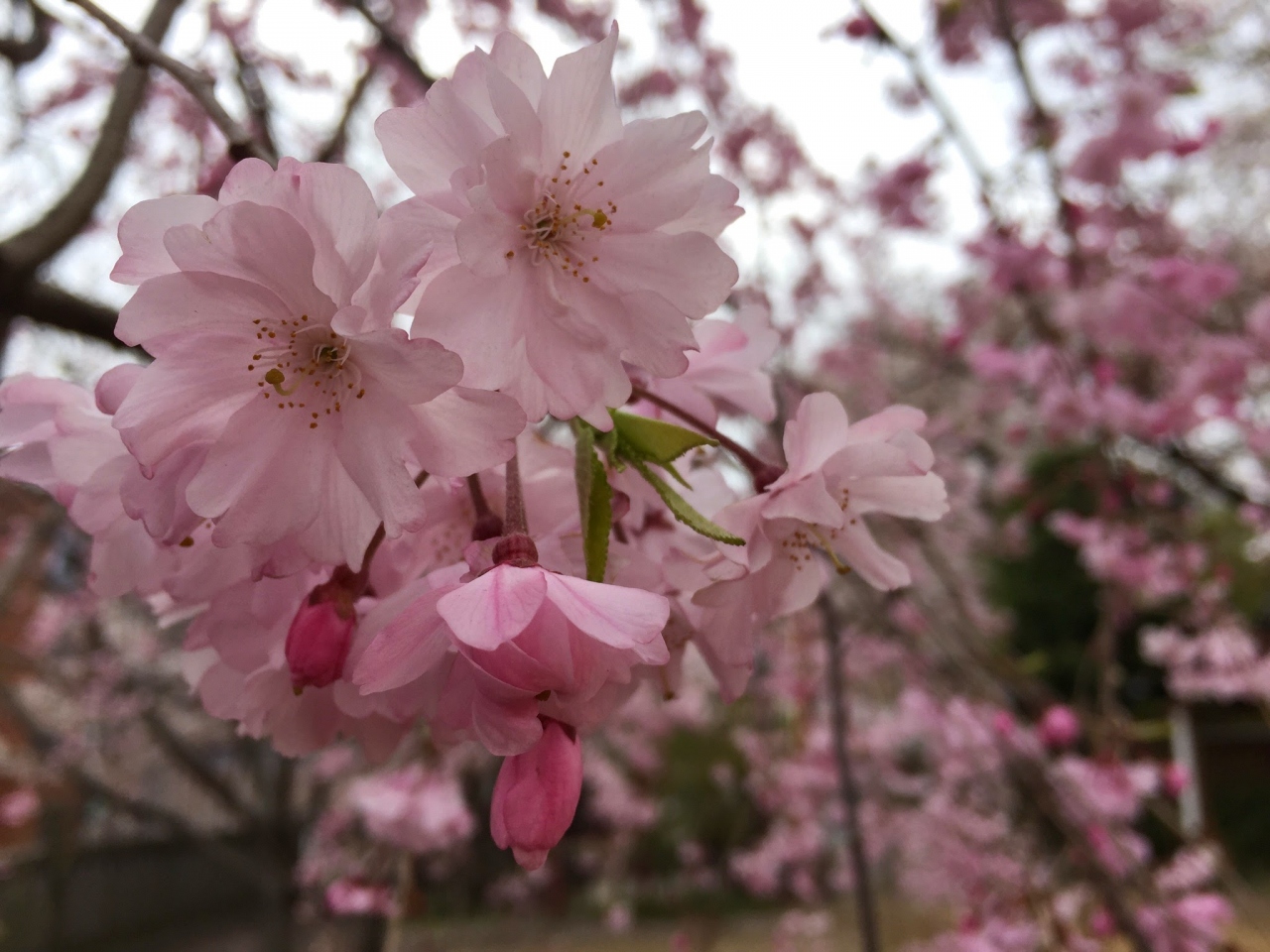 15年の桜花見 小径散策 東京 東京の旅行記 ブログ By 旅スキさん フォートラベル 15年の桜花見 小径散策 東京 東京の旅行記 ブログ By 旅スキさん フォートラベル