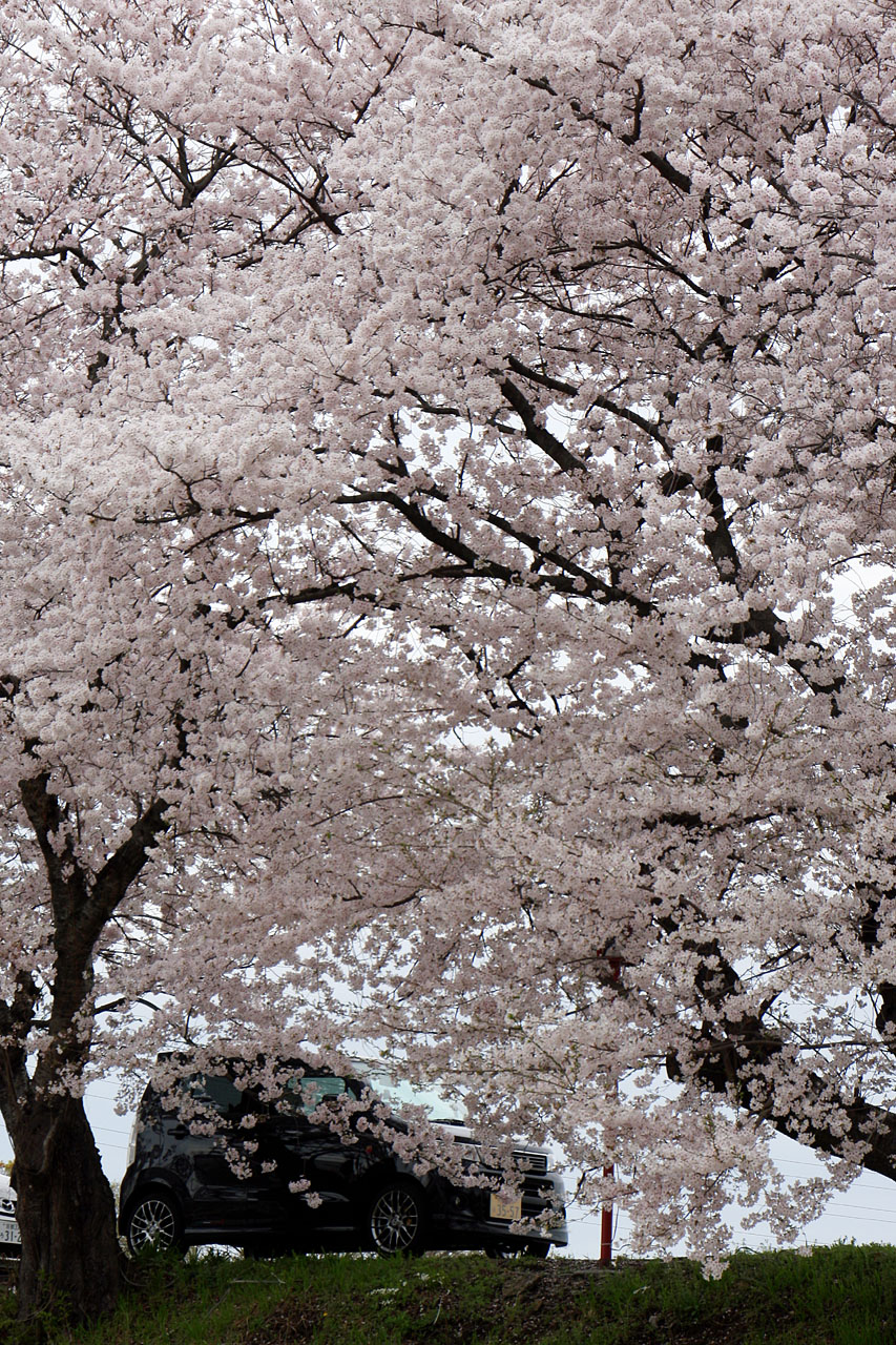 八幡桜だより 久御山排水機場の前川桜並木 八幡 城陽 京都 の旅行記 ブログ By こまちゃんさん フォートラベル