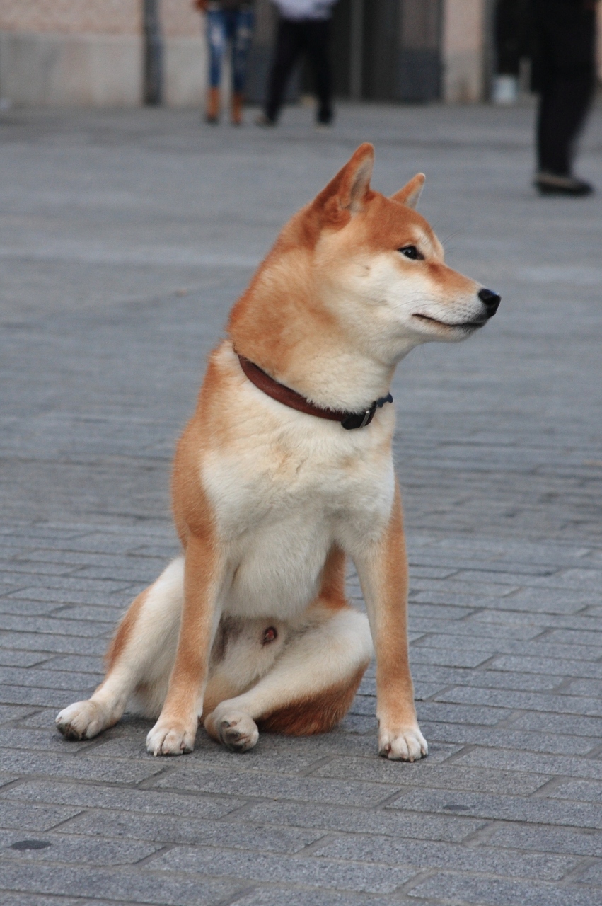 そこのけ そこのけ お犬が通る カタルーニャ地方 スペイン の旅行記 ブログ By わんぱく大将さん フォートラベル そこのけ そこのけ お犬が通る カタルーニャ地方 スペイン の旅行記 ブログ By わんぱく大将さん フォートラベル