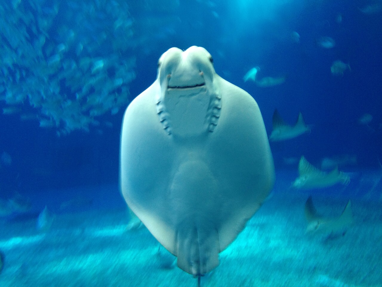 15沖縄 娘と弾丸二人旅 その2 美ら海水族館バスツアー編 美ら海 本部 今帰仁 沖縄県 の旅行記 ブログ By ふうたまさん フォートラベル 15沖縄 娘と弾丸二人旅 その2 美ら海水族館バスツアー編 美ら海 本部 今帰仁 沖縄県 の旅行記 ブログ By ふうたまさん フォートラベル