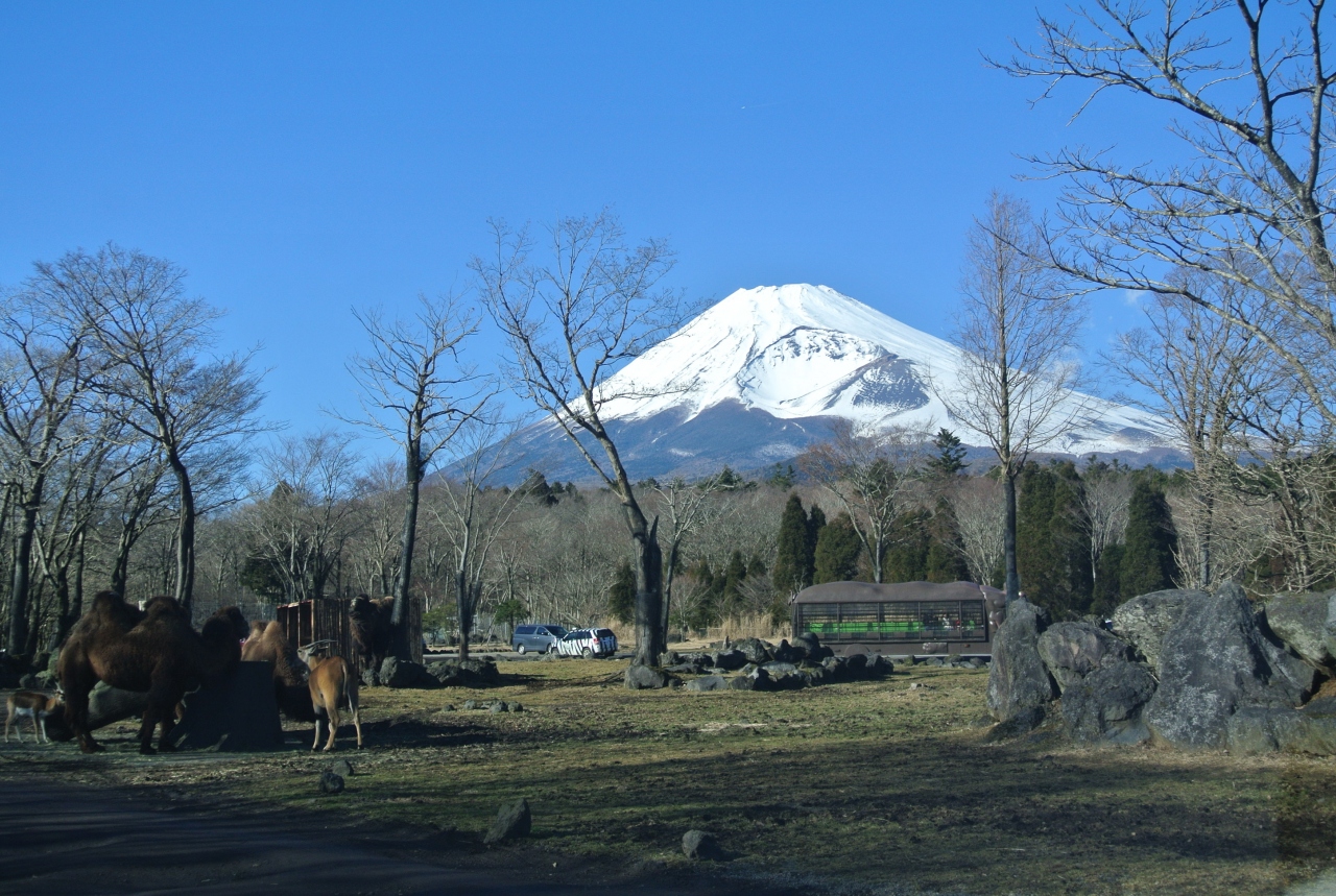 冬のサファリパークと富士山の旅 裾野 長泉 静岡県 の旅行記 ブログ By きんつばうなぎさん フォートラベル