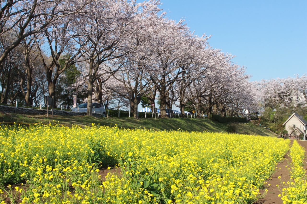 陽気に誘われて今年も来ました 町田尾根緑道 町田 東京 の旅行記 ブログ By ころたさん フォートラベル 陽気に誘われて今年も来ました 町田尾根緑道 町田 東京 の旅行記 ブログ By ころたさん フォートラベル