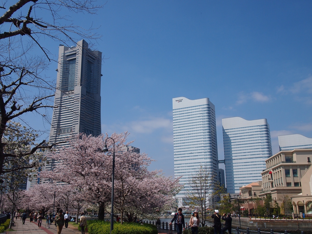 桜散る前に 自宅近くの桜めぐり 横浜 神奈川県 の旅行記 ブログ By かめたろうさん フォートラベル
