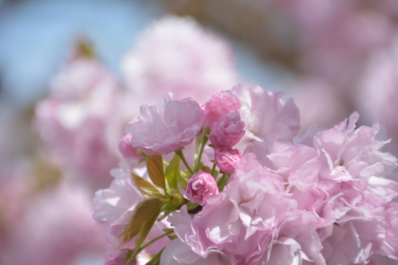 今年唯一のお花見は大阪造幣局桜の通り抜け 大阪城 京橋 大阪 の旅行記 ブログ By Goodspeedさん フォートラベル