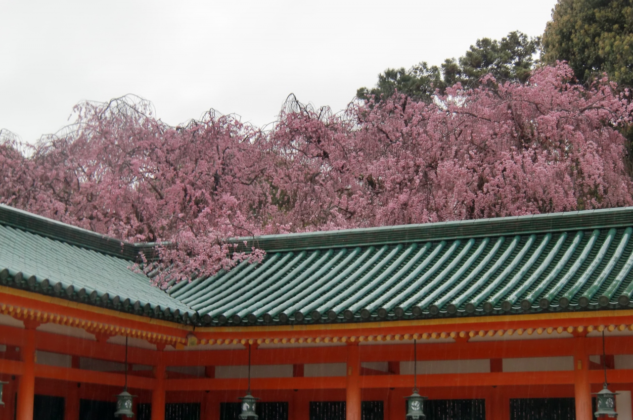 15 桜の京都5日間 3日目 平安神宮 岡崎さくら わかば回廊十石舟めぐり 無鄰菴 半木の道 京都府立植物園 前編 京都の旅行記 ブログ By Mzwさん フォートラベル