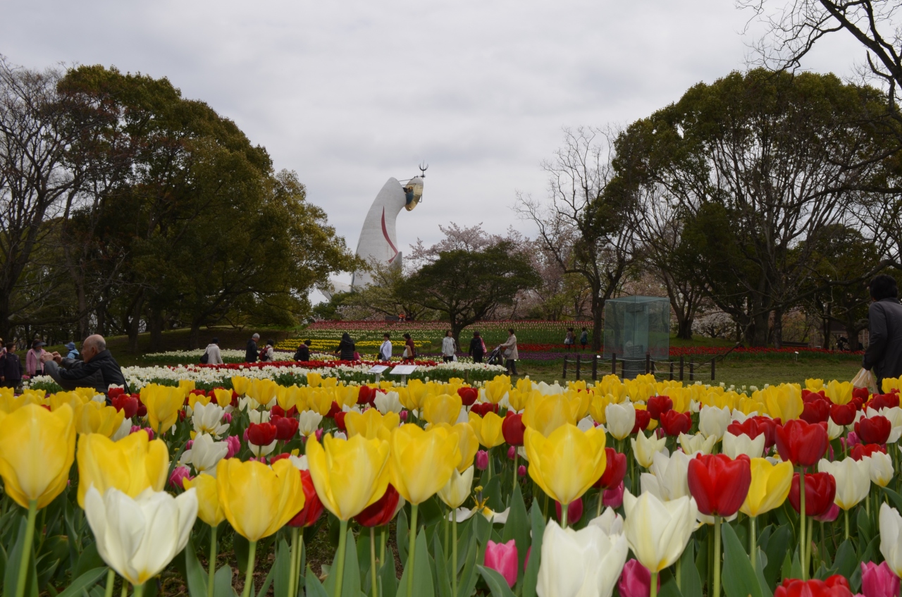 万博公園チューリップフェスタ15 桜 吹田 万博公園 大阪 の旅行記 ブログ By めぇさん フォートラベル