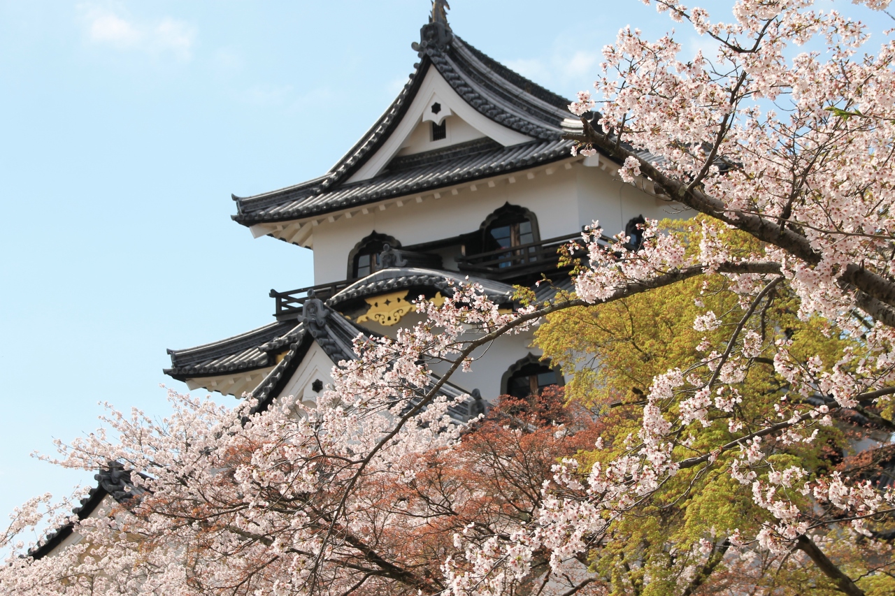 今年の桜は彦根城へ 彦根 滋賀県 の旅行記 ブログ By Yuzupoさん フォートラベル