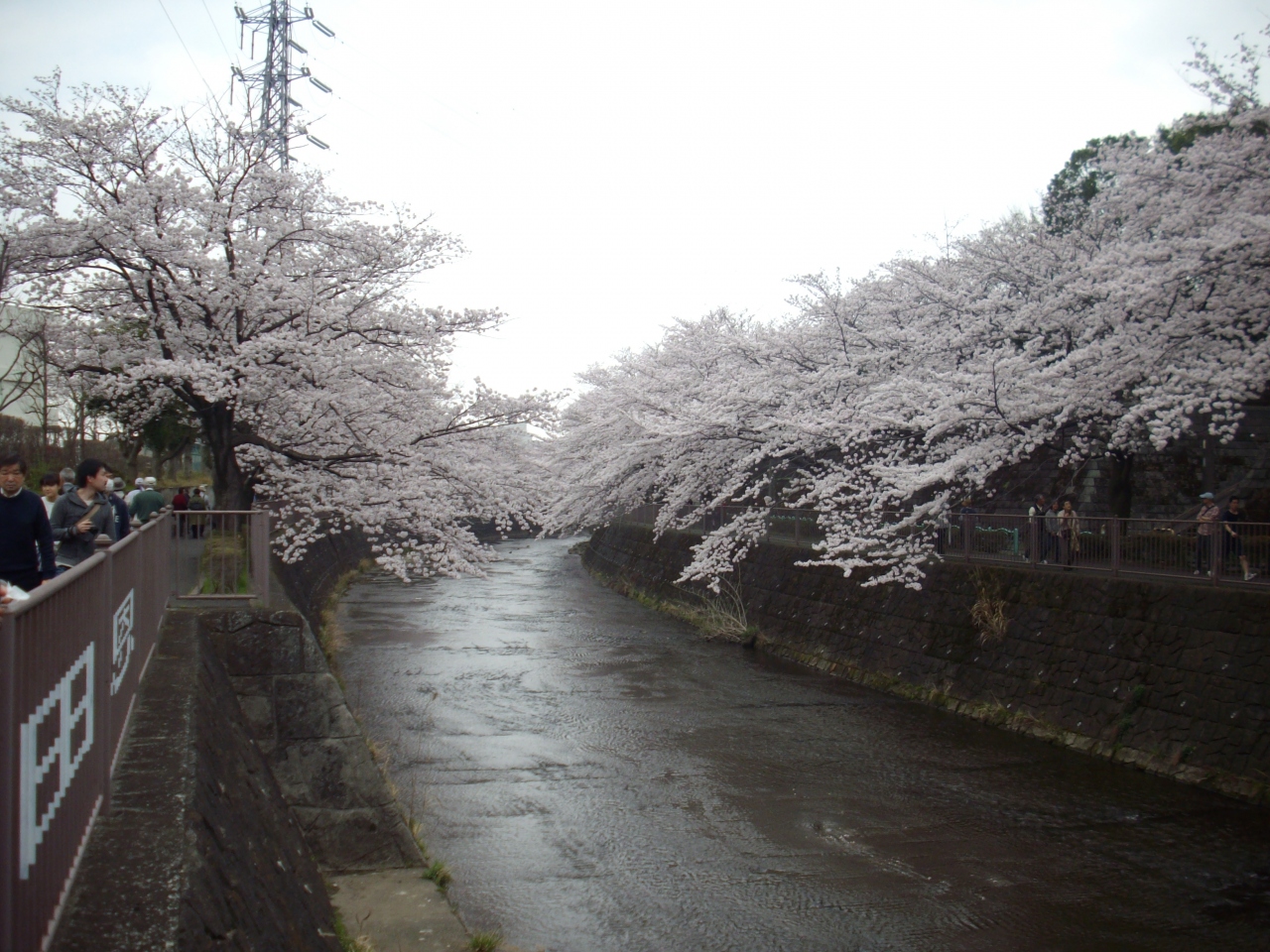 関東桜行脚 1 町田の桜 町田 東京 の旅行記 ブログ By ゆらのとさん フォートラベル 関東桜行脚 1 町田の桜 町田 東京 の旅行記 ブログ By ゆらのとさん フォートラベル