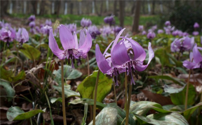 15かたくりの花を求めて 三毳山ゆる山歩き 佐野 栃木県 の旅行記 ブログ By まりも母さん フォートラベル