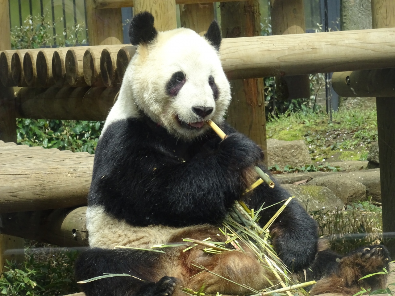 上野動物園に行ってきた 上野駅から上野動物園パンダ ホッキョクグマ編 上野 御徒町 東京 の旅行記 ブログ By Tabibitoさん フォートラベル