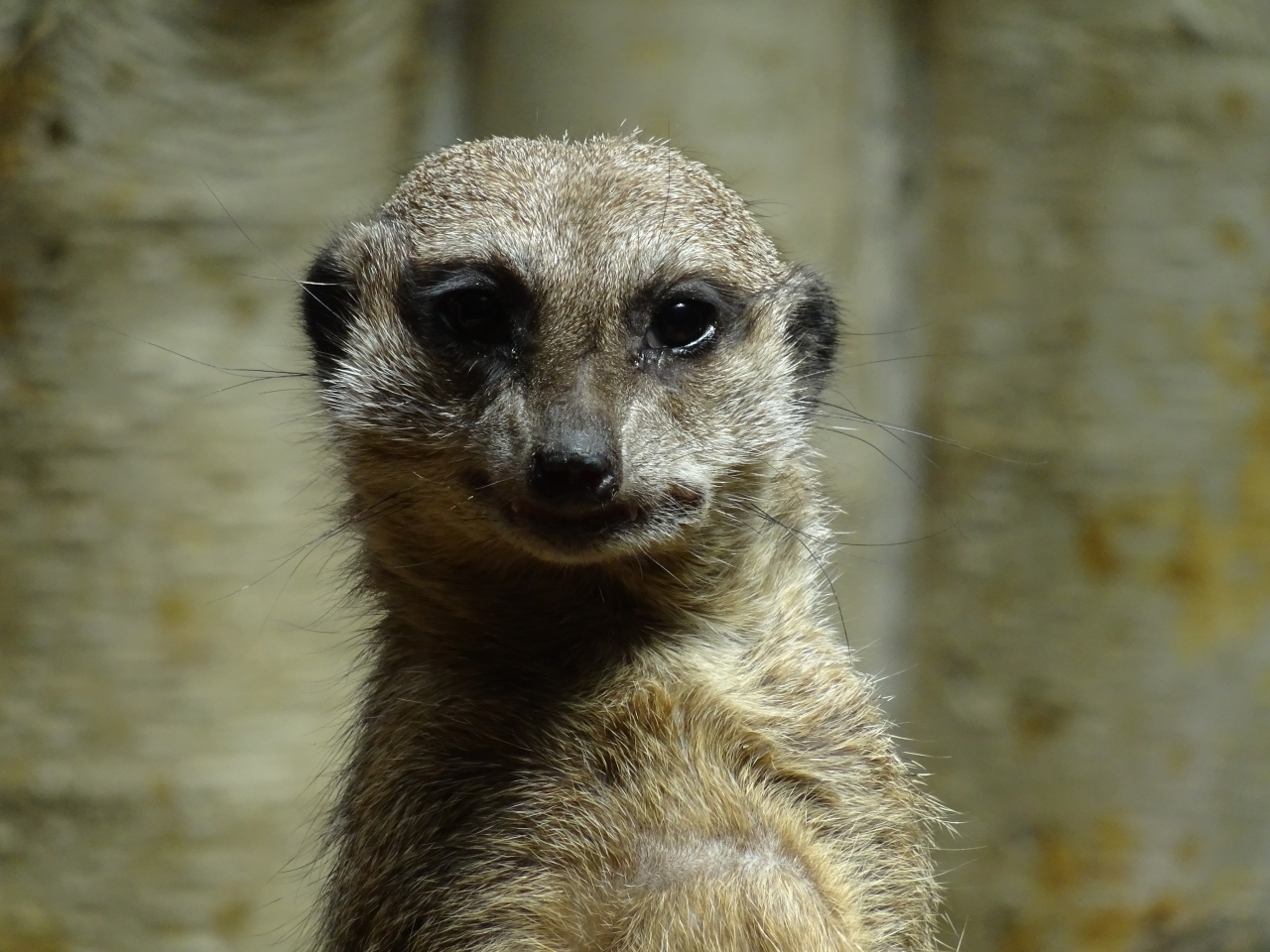 上野動物園に行ってきた 象さんから一回りして再びパンダで締めくくり編 上野 御徒町 東京 の旅行記 ブログ By Tabibitoさん フォートラベル