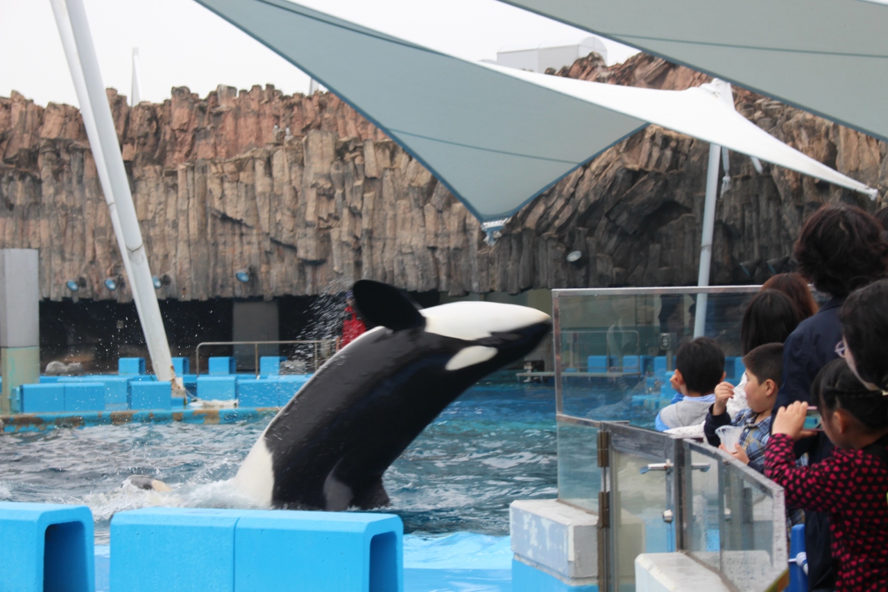 Nackさん 初 日本見聞遊食の旅 １４ シャチとの初遭遇 名古屋港 愛知県 の旅行記 ブログ By 伴陽さん フォートラベル