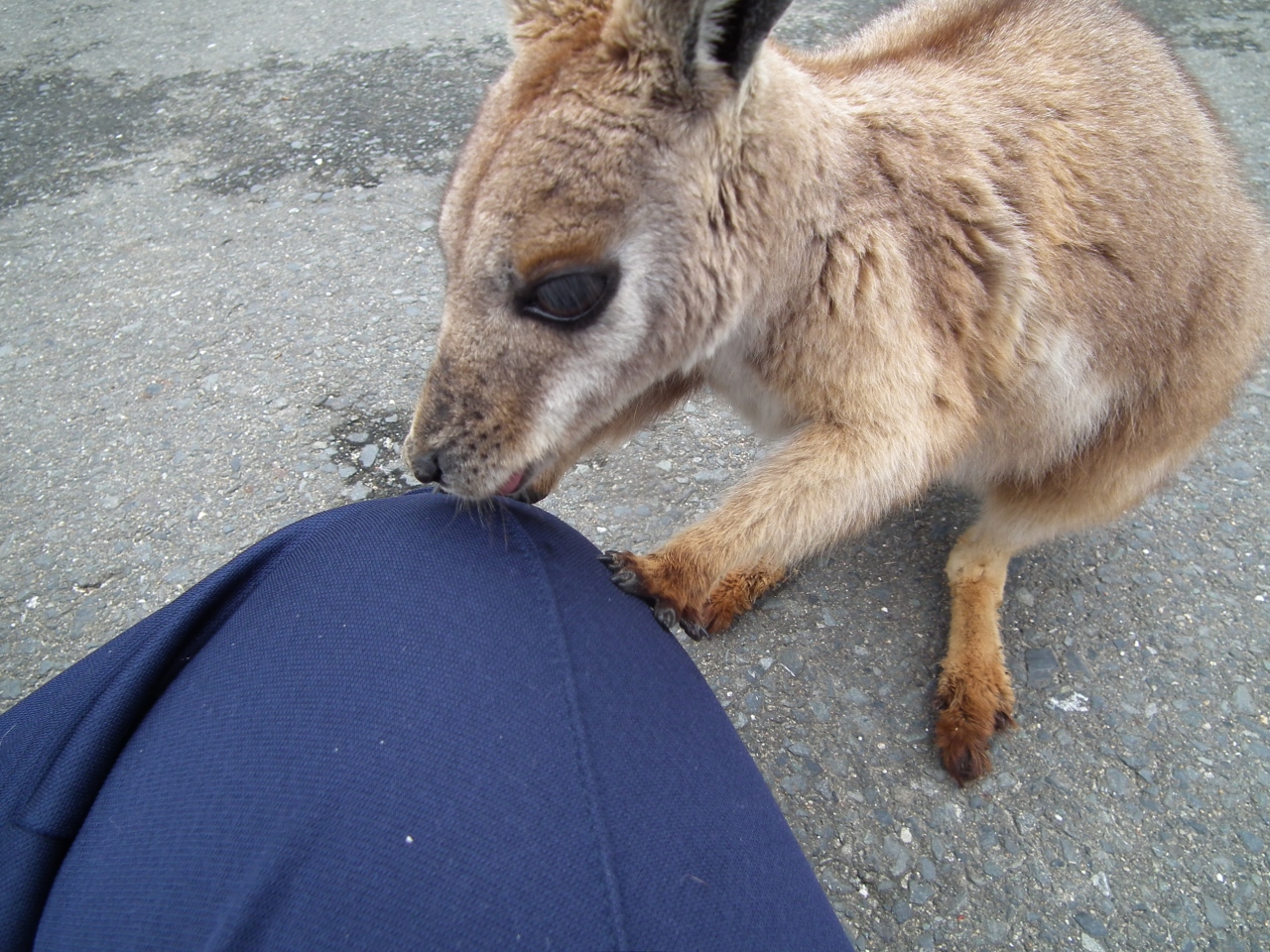 ２０１５年４月 北九州 番外編 ひびき動物ワールドのカンガルー 若松 福岡県 の旅行記 ブログ By ヤッシーさん フォートラベル