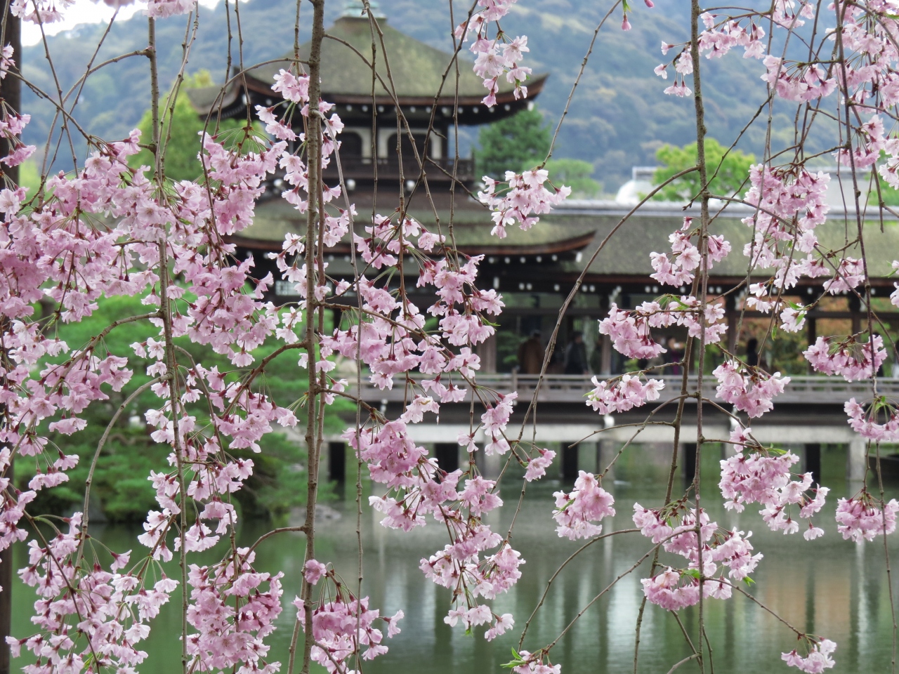 京都の桜２０１５ 平安神宮の紅しだれ桜 東山 祇園 北白川 京都 の旅行記 ブログ By あんみつ姫さん フォートラベル