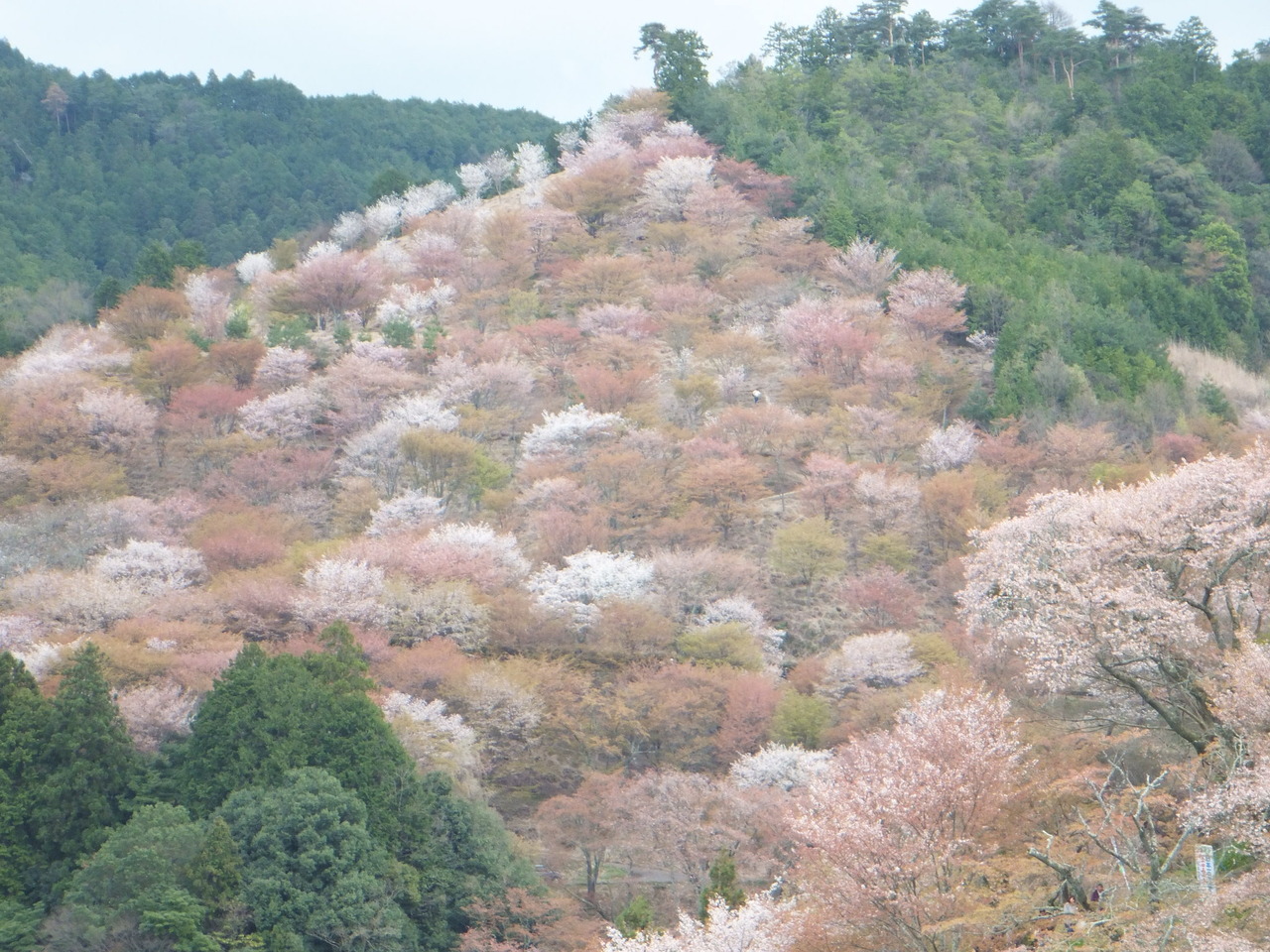 桜の吉野山へ 吉野 奈良県 の旅行記 ブログ By Tokitoさん フォートラベル 桜の吉野山へ 吉野 奈良県 の旅行記 ブログ By Tokitoさん フォートラベル