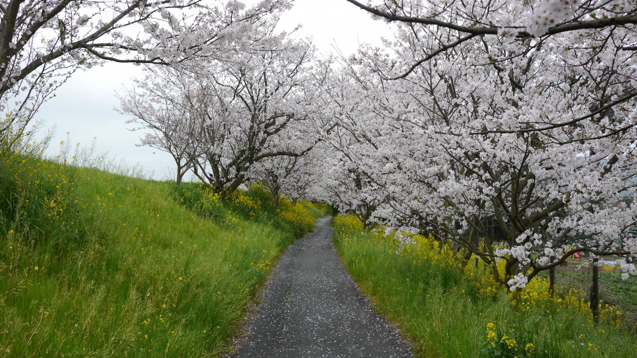 お花見 15 船小屋温泉 八女 筑後 福岡県 の旅行記 ブログ By ロータスさん フォートラベル お花見 15 船小屋温泉 八女 筑後 福岡県 の旅行記 ブログ By ロータスさん フォートラベル