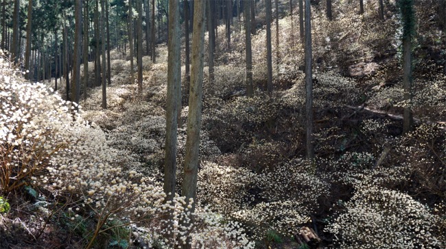 15焼森山ミツマタ群生地 甘い香りの幻想的景観 益子 茂木 栃木県 の旅行記 ブログ By まりも母さん フォートラベル 15焼森山ミツマタ群生地 甘い香りの幻想的景観 益子 茂木 栃木県 の旅行記 ブログ By まりも母さん フォートラベル