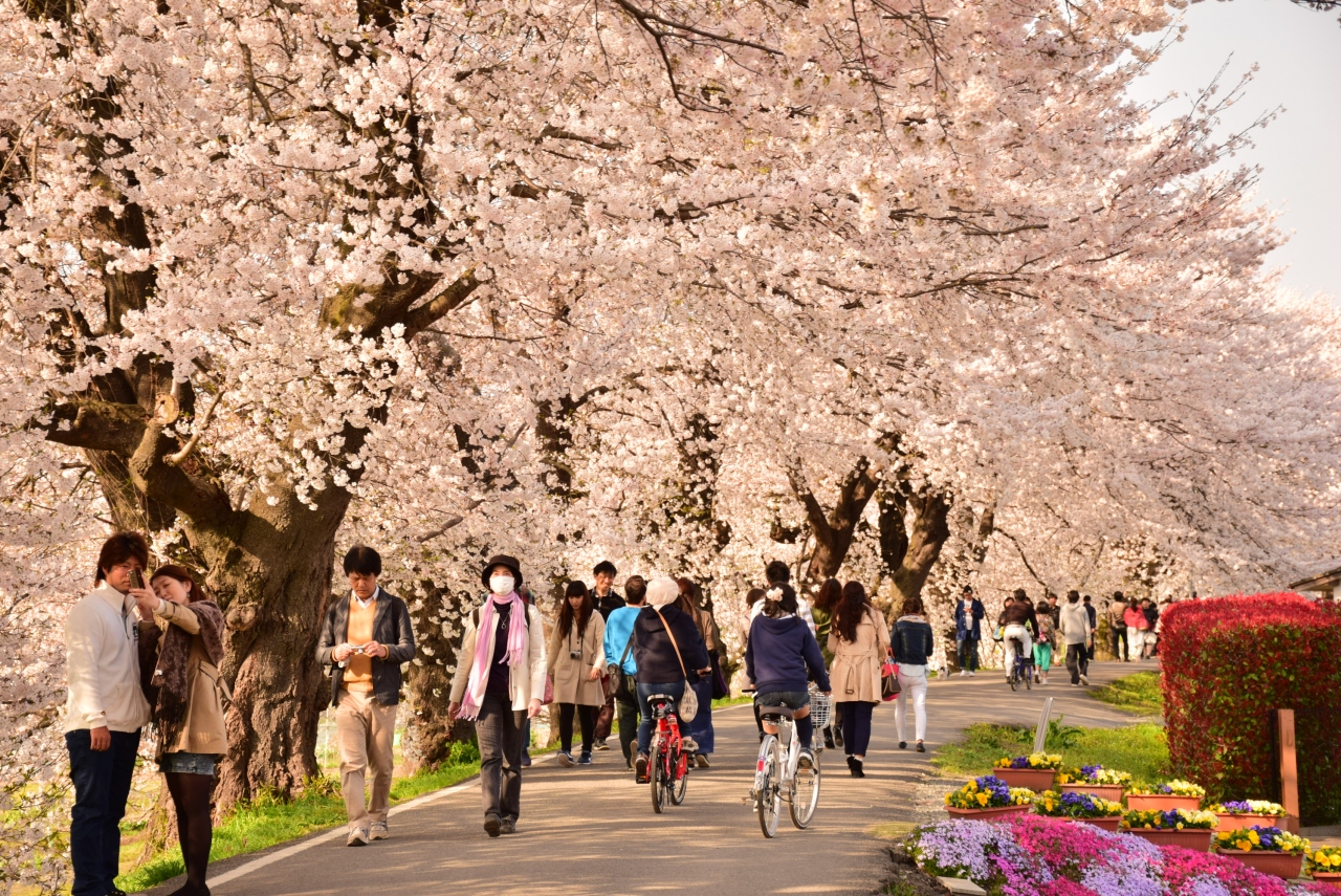 花見 思いつきで千本桜を見に 3 白石川堤一目千本桜 Best Of 休日 柴田 大河原 川崎 宮城県 の旅行記 ブログ By Tkyさん フォートラベル