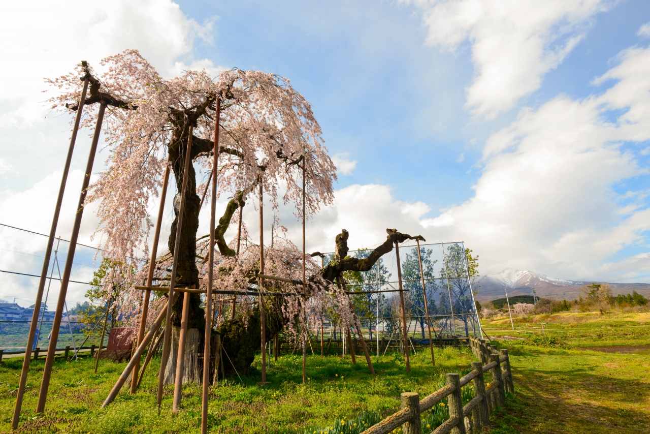北風に負けず 神田の大糸桜 清春芸術村の桜が満開 長坂 白州 山梨県 の旅行記 ブログ By Flocons De Neigeさん フォートラベル 北風に負けず 神田の大糸桜 清春芸術村の桜が満開 長坂 白州 山梨県 の旅行記 ブログ By Flocons De Neigeさん フォートラベル