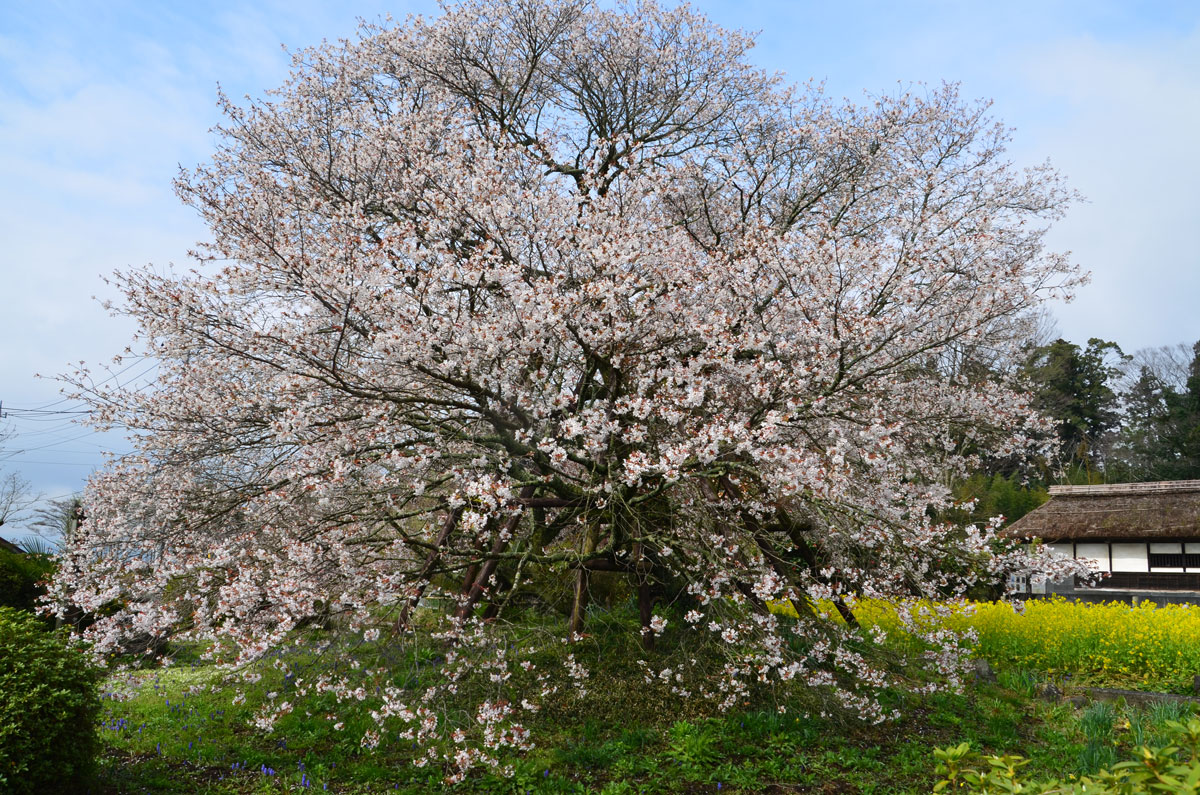 桜を見に富士宮へ 2015 04 09 1 狩宿の下馬桜 富士宮 静岡県 の旅行記 ブログ By てんとう虫さん フォートラベル