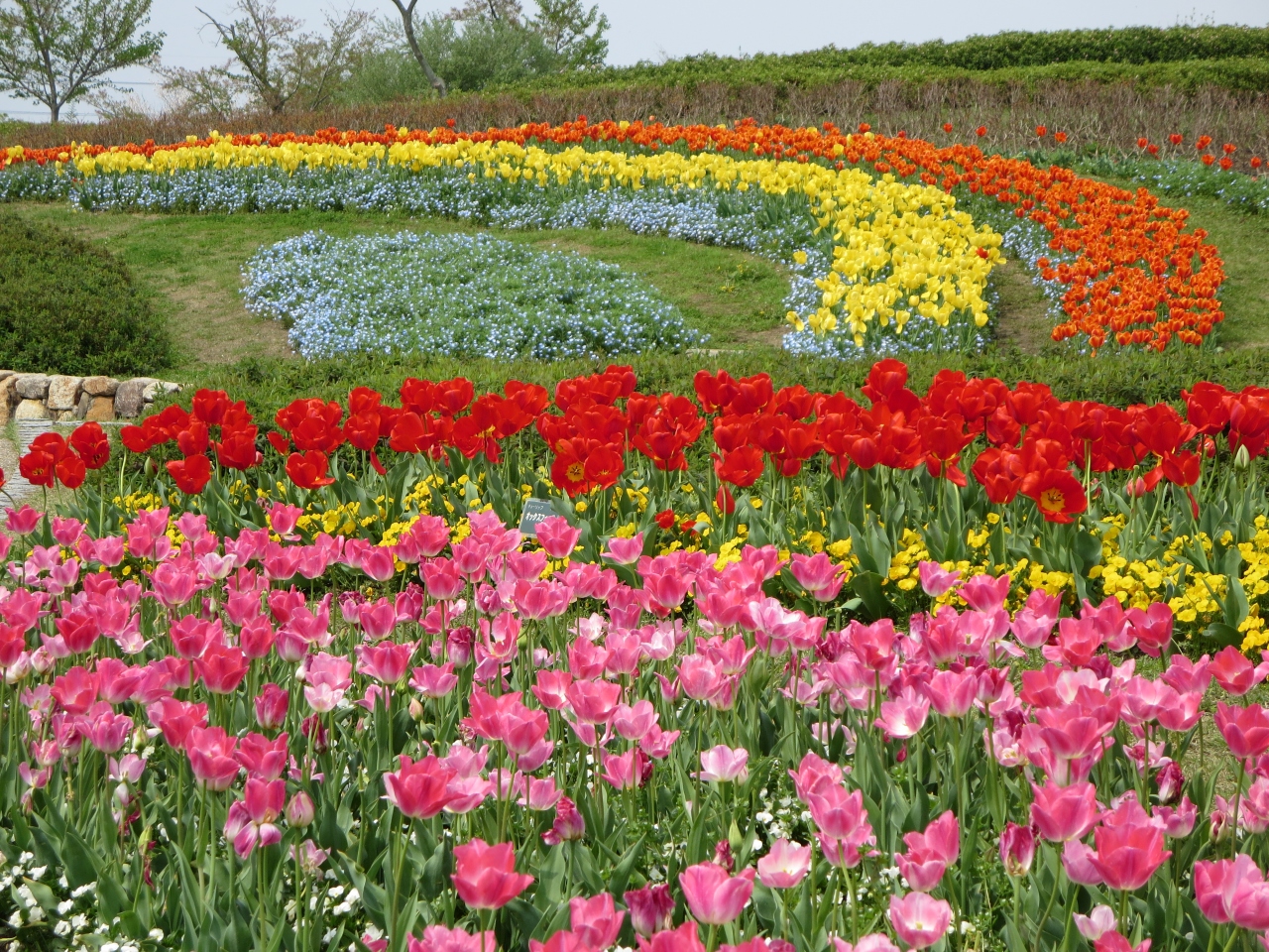 両親と行く馬見丘陵公園 チューリップフェアで 園児の可愛い姿にほっこり O 御所 葛城 奈良県 の旅行記 ブログ By ガブリエラさん フォートラベル