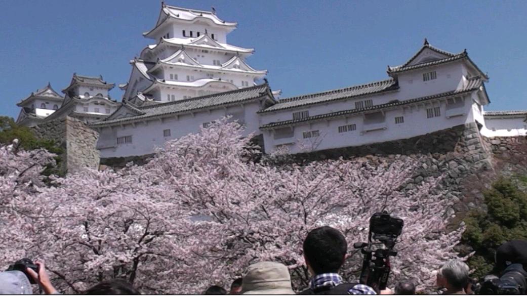 姫路城と桜 姫路 兵庫県 の旅行記 ブログ By しげさん フォートラベル