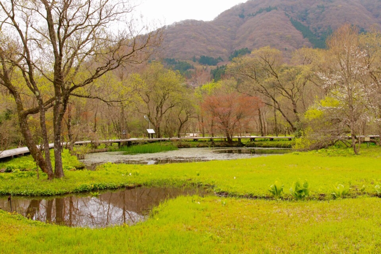 春の箱根湿生花園さんぽ 仙石原 神奈川県 の旅行記 ブログ By Samusanさん フォートラベル