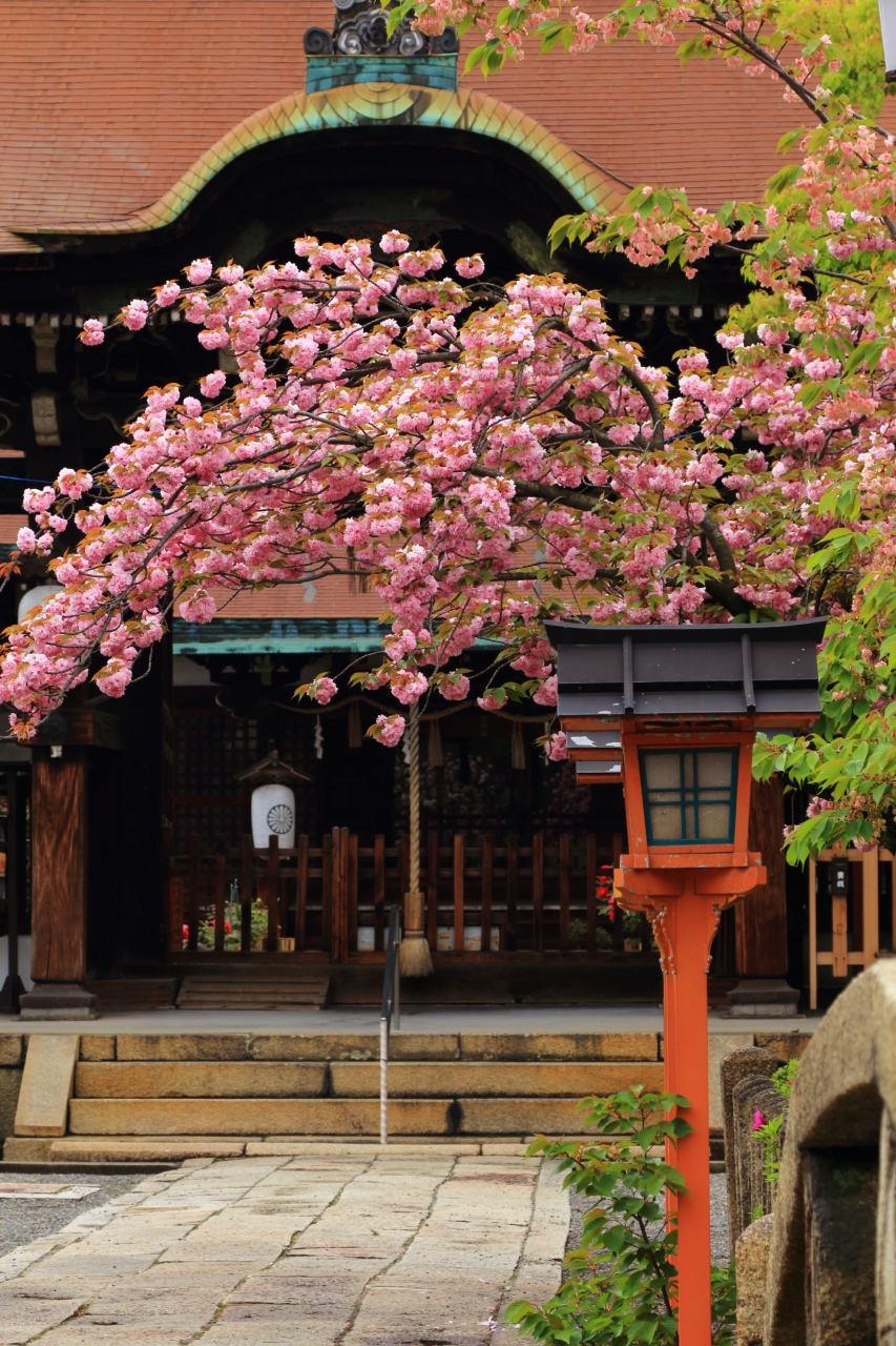 京都 遅咲き桜めぐり 京都御苑 千本閻魔堂 六孫王神社 二条 烏丸 河原町 京都 の旅行記 ブログ By ふーさん フォートラベル