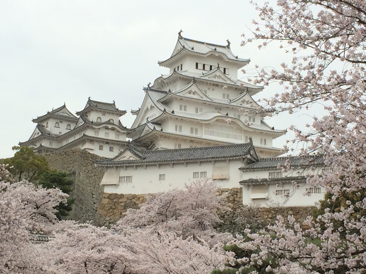 姫路城にお花見 平成の大修理 が終わり3 27ｸﾞﾗﾝﾄﾞｵｰﾌﾟﾝ 姫路 兵庫県 の旅行記 ブログ By サプライズさん フォートラベル
